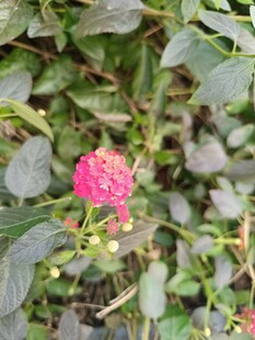 娇艳粉花绽于绿叶间