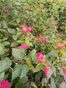 艳丽花丛中的繁茂绿植