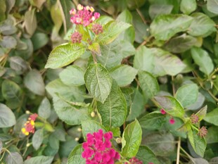 绿叶丛中的艳丽花朵