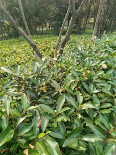 绿意盎然的繁茂植物景观