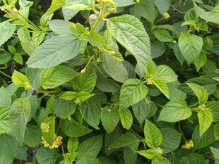 绿叶繁茂的植物