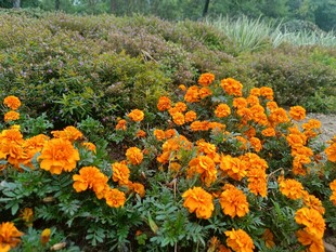 橙色花朵绽放于绿地间