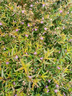 繁茂花草植物景观