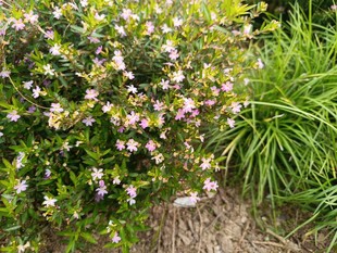 繁花绿植装点的自然角落