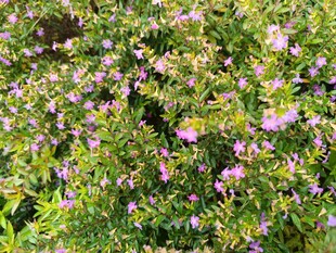 繁茂紫色小花植物景观