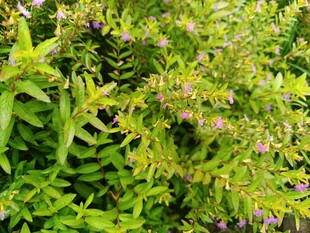 翠绿繁茂的植物景观