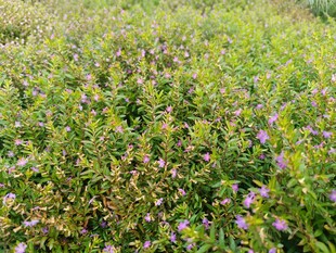 野外紫色小花繁茂草地