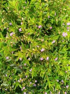 绿叶丛中的粉嫩小花