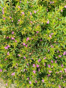 繁茂花丛中的粉色小花