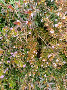 多彩花卉植物特写画面