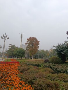 秋日公园多彩花卉景观