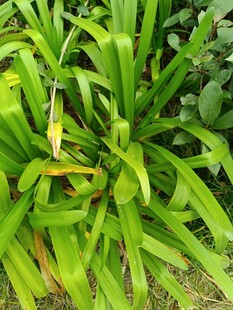 翠绿繁茂的绿植景观