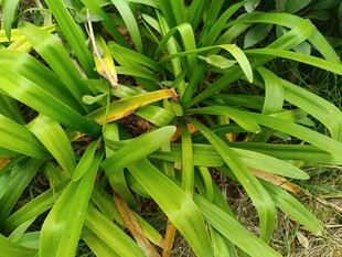 翠绿繁茂的丛生植物