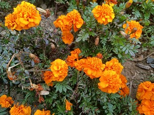 鲜艳橙色万寿菊绽放