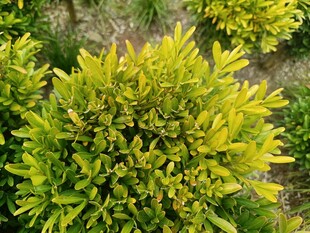 翠绿繁茂的灌木植物