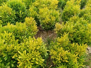 金黄灌木绿植景观