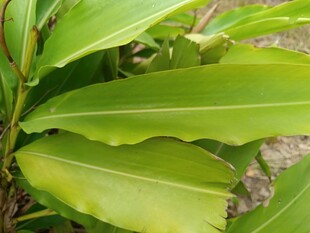 翠绿舒展的植物叶片