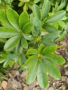 绿叶繁茂的植物特写
