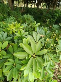 绿叶繁茂的户外植物景观