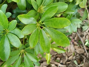 翠绿叶片的植物特写