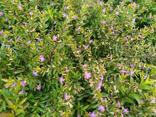 繁茂紫色小花植物景观