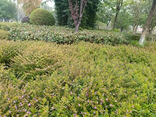 绿意盎然的户外植物景观