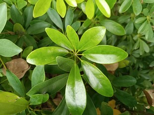 翠绿鹅掌柴叶片特写