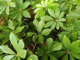 翠绿繁茂的植物叶片