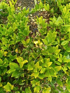 翠绿繁茂的植物景观