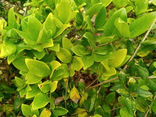 翠绿繁茂的叶片植物