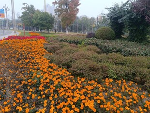 秋日绚烂花海景观