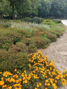 秋日小径旁的绚烂花卉