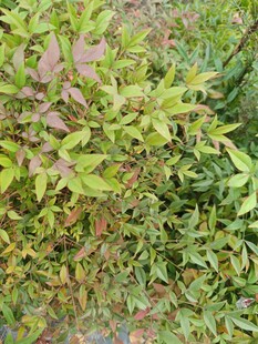 多彩植物叶片特写