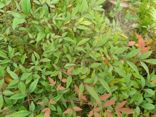 绿叶间点缀的红色植物