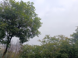 户外葱郁树木景观