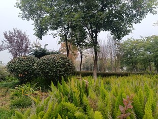 绿意盎然的户外园林景观