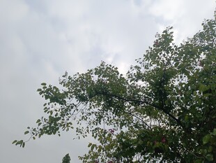 阳光下的繁茂绿树