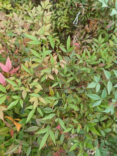 多彩植物叶片特写
