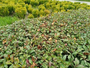 多彩叶片植物景观