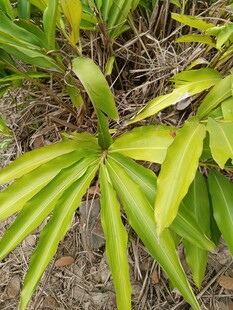 翠绿舒展的植物叶片