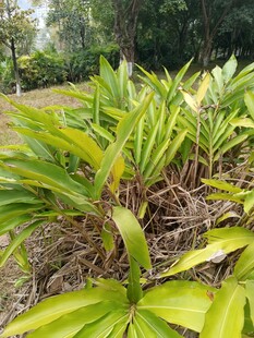 翠绿植物展现自然生机