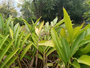 翠绿繁茂的热带植物景观