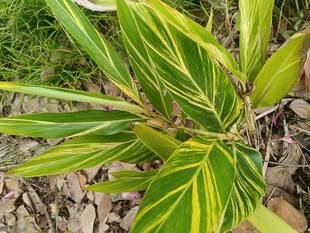 黄绿相间叶片的植物