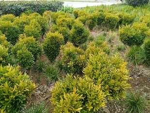 整齐的绿植苗木种植地