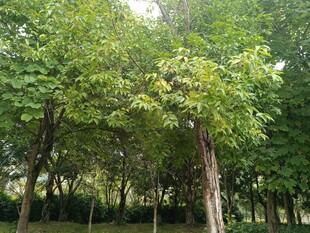 夏日葱郁树林景观