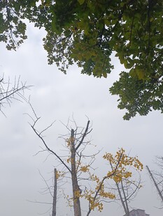 枯树与绿叶的对比景象