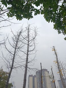 城市中枯树与高楼景象