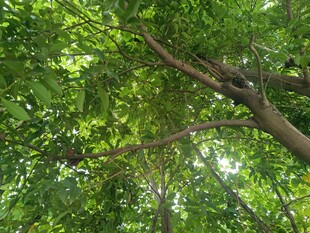 仰视繁茂树冠绿意盎然