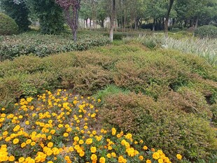 花园中绽放的绚烂小黄花