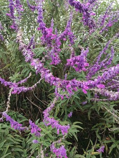 紫色烂漫花枝绽放